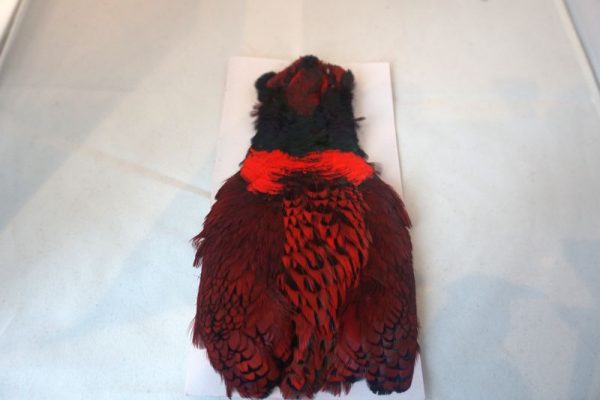 cock-pheasant-cape-red-natte vliegen-nymphen-vliegbinden-chevron hackles-venlo