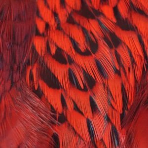 cock-pheasant-cape-red-natte vliegen-nymphen-vliegbinden-chevron hackles-venlo