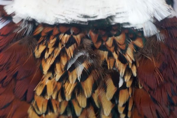 cock-pheasant-cape-natural-natte vliegen-nymphen-vliegbinden-chevron hackles-venlo