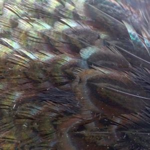 cock-pheasant-rump-patch-black-fibers-hackles-chevron-vliegbinden-venlo