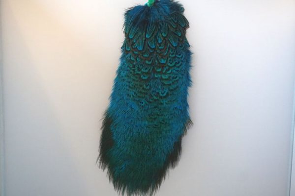 cock-pheasant-rump-patch-kingfisher-blue-fibers-hackles-chevron-vliegbinden-venlo