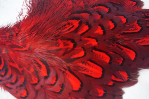 cock-pheasant-shoulder-patch-red-chevron-vliegbinden-fazant-natte vliegen-venlo