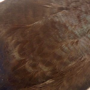 pheasant-neck-hen-cape-black-chevron-vliegbinden-venlo/natte vliegen/nymphen