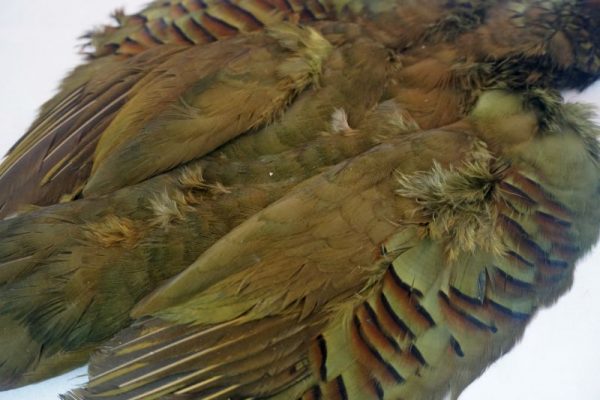 patrijs-french partridge-streamers-marabou-skin-olive-meivliegen-hackles-vliegbinden-venlo