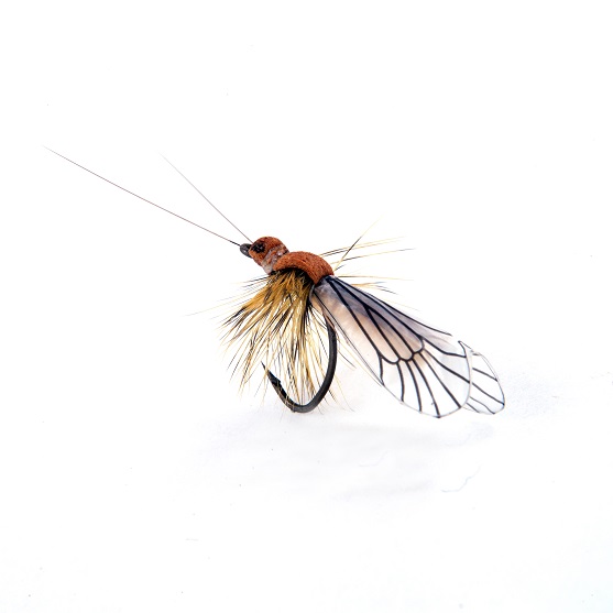 1000vliegen.nl-Caddisfly Adult Color Beige/Cinnamon-realistic flies- realistische vlieg-caddis- beige-kaneel bruin-forel-vliegvissen-tenkara-rivier-natuurgetrouw-vliegvisser-venlo