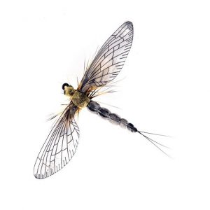1000vliegen-nl-mayfly spent kaki grey,-forel-forellenvijver-natuurgetrouw-realistic-fly-realistische-vlieg-regenboog-forel-rivier-spent-kaki-light-grey-spent-fly-tencamo-t